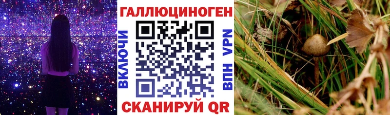 купить наркотики цена  Каргат  Галлюциногенные грибы прущие грибы 
